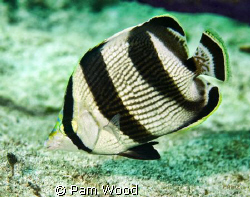 Banded Butterfly fish taken in Bimini, Bahamas. by Pam Wood 